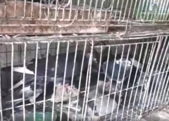 No aviário, agentes encontraram pombos e outras aves Foto: Divulgação/Polícia Civil