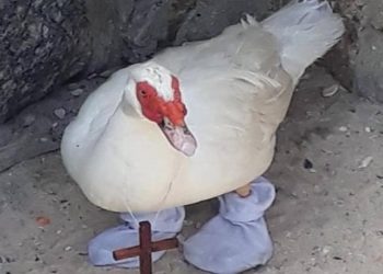 Pato abandonado foi resgatado em praia do Rio usando meia e crucifixo Foto: Divulgação Vigilância Sanitária