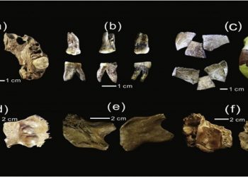 O fóssil do “Homem de Xujiayao”, na China, tinha um cérebro bem avantajado para a época em que viveu. Fóssil encontrado nos anos 1970 pode ter até 200 mil anos de idade (Imagem: Nature/Reprodução)