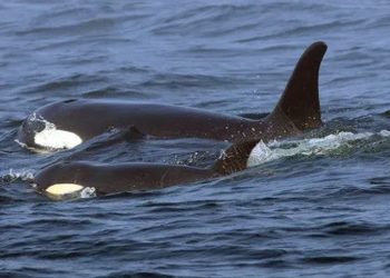 Orcas afundam barcos na Europa e podem estar ensinando outras a fazer o mesmo, diz site