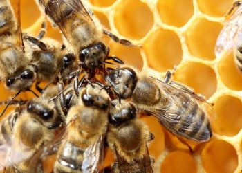 importância das abelhas