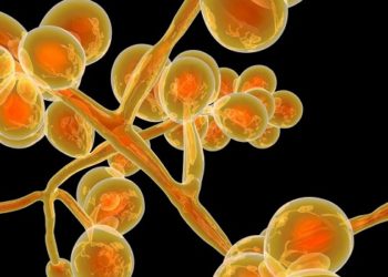 fungo candida auris