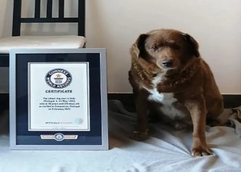 cão ais velho do mundo tem 31 anos