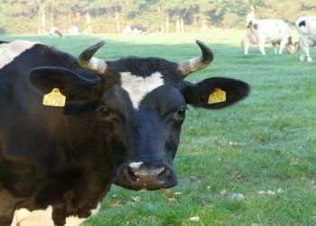 Cercas virtuais para gado podem revolucionar indústria pecuária