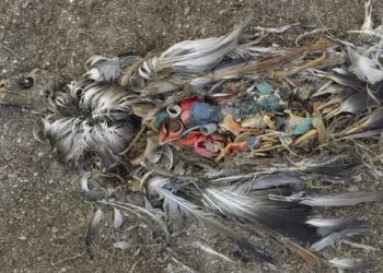 As fotos de filhotes de albatrozes mortos com plástico no estômago, tiradas por Chris Jordan em 2009, viralizaram e mudaram nossa reação à crise do plástico (Crédito, CHRIS JORDAN)