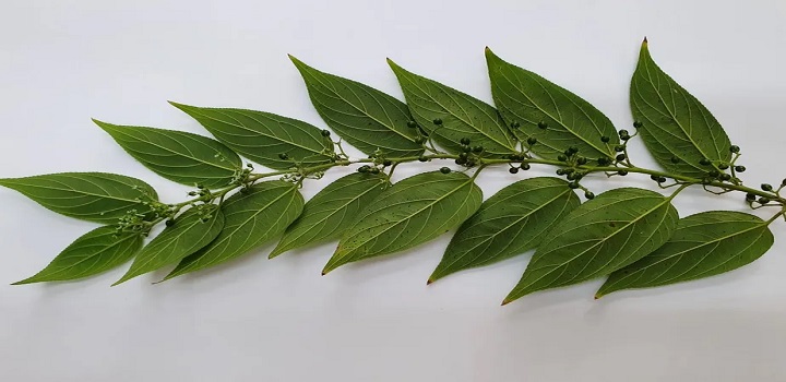 Conheça planta brasileira que produz canabidiol sem alucinógeno: 'pode ser plantada à vontade', diz pesquisador