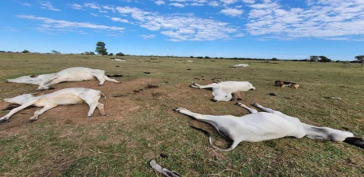 Gados não resistiram ao frio no Pantanal de Mato Grosso do Sul