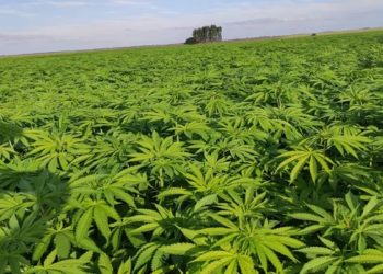 plantação de cannabis medicinal