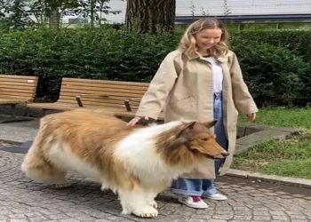 Japonês que pagou R$ 72 mil em fantasia realista de cachorro faz primeiro passeio na rua; vídeo
