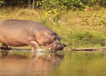 Hipopótamo à margem do rio Magdalena, na Colômbia. Esses animais, que não são nativos, foram importados para o país pelo narcotraficante Pablo Escobar, se multiplicando desenfreadamente e representando uma ameaça grave à biodiversidade local. Crédito: Guillermo Ossa – Shutterstock