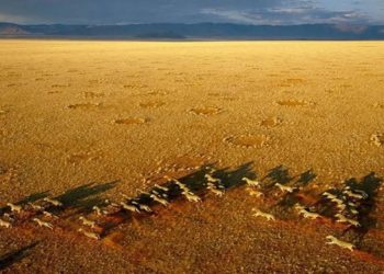 Estudo identifica misteriosos 'círculos de fadas' em mais de 200 locais ao redor do mundo