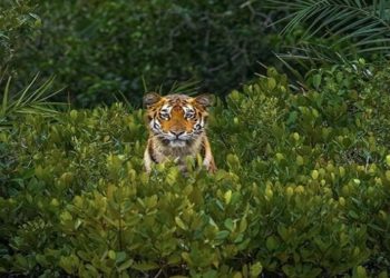 foto premiada de onça