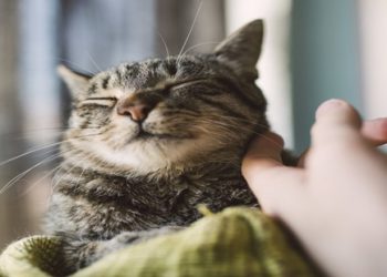 Ter gato como animal de estimação aumenta o risco de esquizofrenia