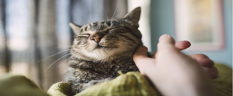 Ter gato como animal de estimação aumenta o risco de esquizofrenia