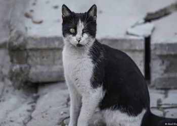Coronavírus felino ameaça população de gatos no Chipre