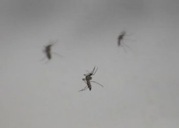 SURTO DE DENGUE
