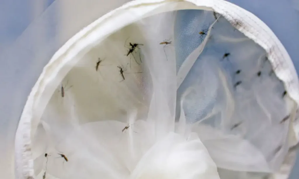 mortes por dengue
