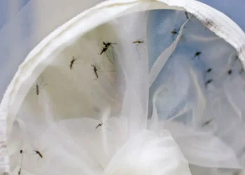 mortes por dengue