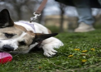 Um novo estudo na Hungria descobriu que, além de serem capazes de responder a comandos como "rolar", os cães podem aprender a associar palavras a objetos específicos