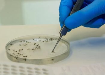Brasil vai ampliar uso da bactéria wolbachia no combate à dengue