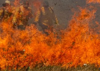 Pantanal acumula em 12 meses mais de 9 mil focos de incêndio