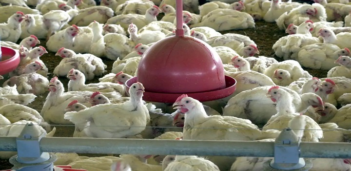 brasil suspende exportação de aves