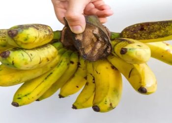 A nova cepa de fungo que ameaça extinguir as bananas em todo o mundo