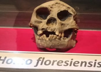Fósseis de menor “hobbit” do mundo podem reescrever história humana