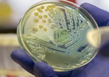 superbacteria no nordeste