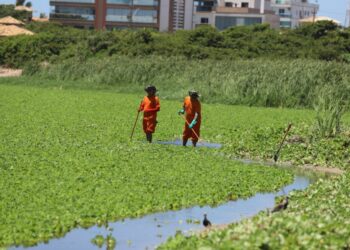Gigoga na Lagoa do Iriri, em Rio das Ostras-RJ: sinais de contaminação com esgoto in natura