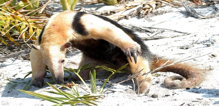 FAUNA SILVESTRE QUISSAMÃ