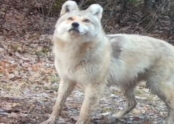 Registro realizado pelo projeto Voyageurs Wolf Project — Foto: Reprodução / Instagram