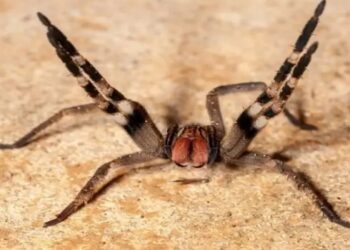 gel de veneno de aranha