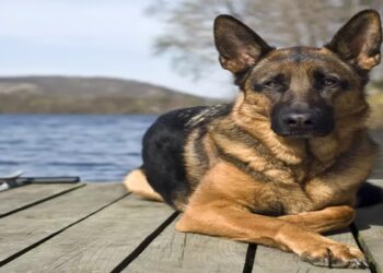 CACHORROS NA ALEMANHA