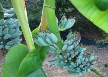 banana azul