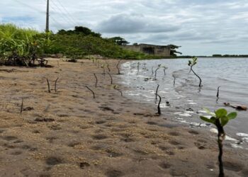Quissamã realiza plantio de mudas e recolhe resíduos no manguezal de Barra do Furado