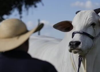clonagem de vaca