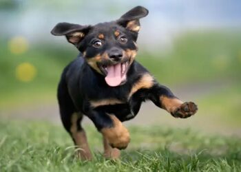 adoção de cães na escocia