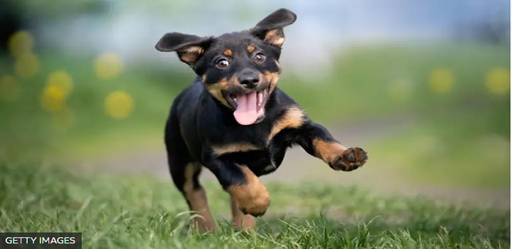 adoção de cães na escocia