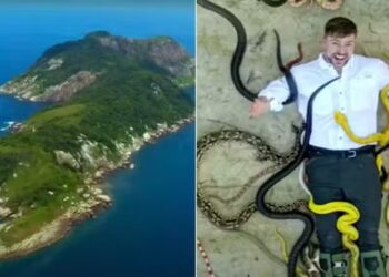 ilha das cobras mr beast