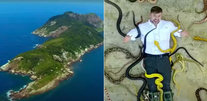 ilha das cobras mr beast