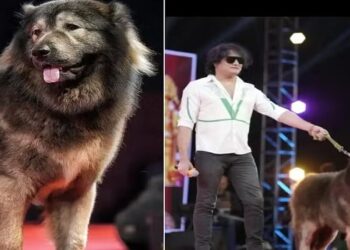 cão hibrido mais caro do mundo