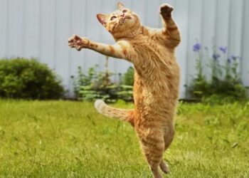 gatos: um misterio para a ciencia