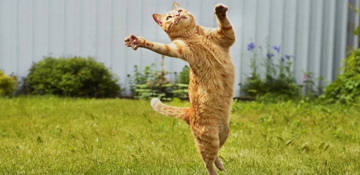 gatos: um misterio para a ciencia