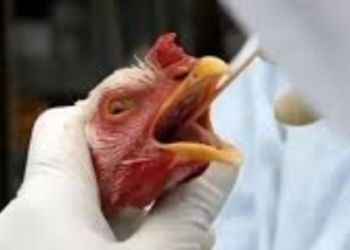 Descarte de ovos e bloqueio em incubatórios são adotados após detecção no RS; autoridades reforçam que consumo de carne e ovos continua seguro