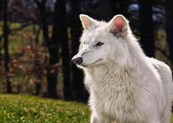 lobo terrivel