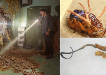 fungo the last of us