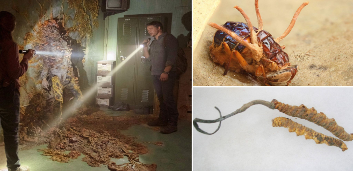 fungo the last of us