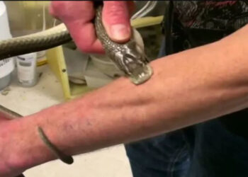 Homem que se injetou com veneno de cobras por 18 anos contribui para criação de antiveneno