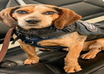 Turista chuta cão farejador da alfândega e acaba preso em aeroporto nos EUA